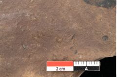 Foto (Detailsansicht) von Quercus palaeoilex Ettingshausen (NHMW-GEO-2024-0188-0814)